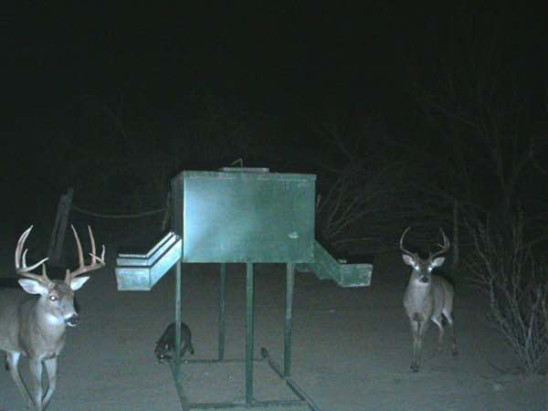 10 point Whitetail Buck, South Texas Ranch