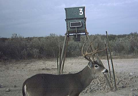 Whitetail Deer at Feeder in South Texas