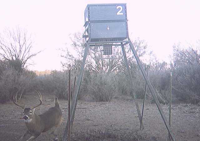 Big Whitetail Buck at El Rancho Arenosa