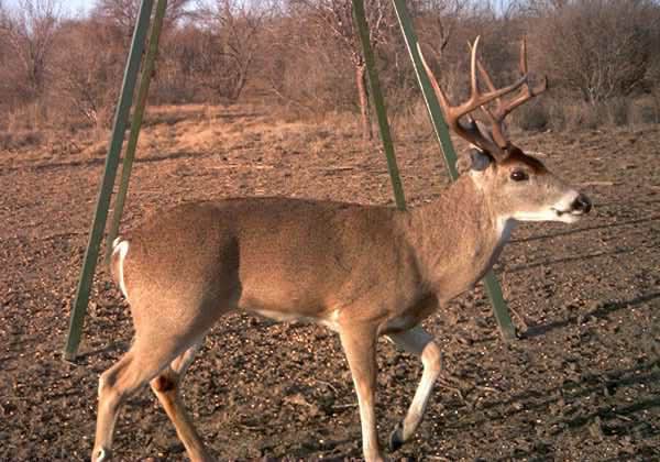 Closeup of big buck seen at El Rancho Arenosa Hunting Ranch
