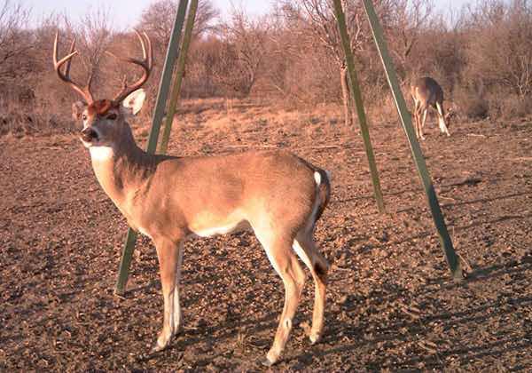 Big buck looking towards camera