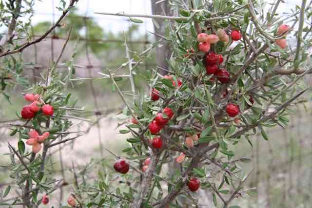 Native plant, Edwards Plateau, south Texas