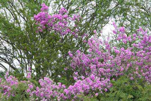 Native plant, Edwards Plateau, south Texas