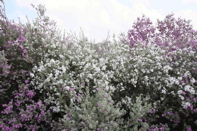 Native plant, Edwards Plateau, south Texas