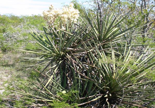 Yucca in bloom, Edwards Plateau, south Texas