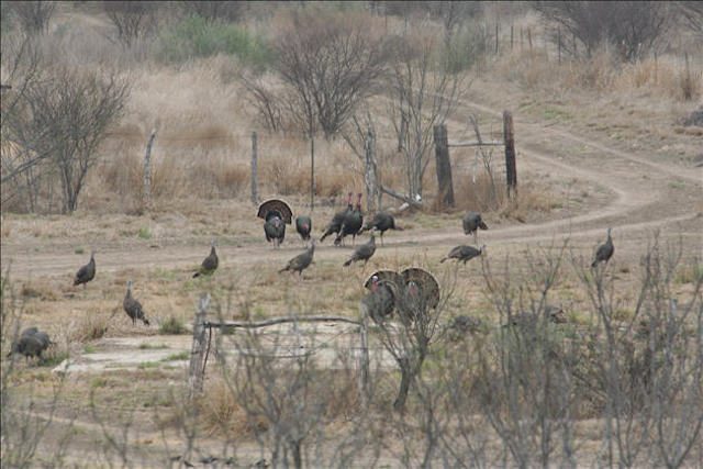 Flock of South Texas Wild Turkeys