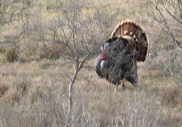 South Texas Wild Turkeys at feeder