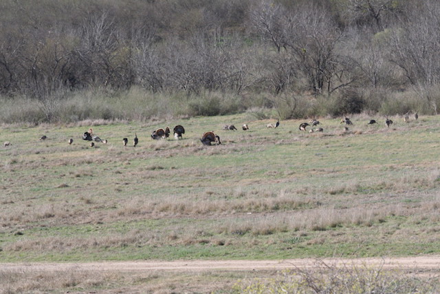 South Texas Wild Tom Turkey in Display