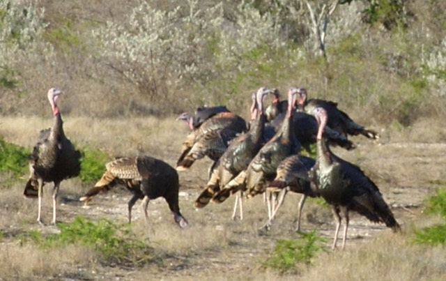 South Texas Wild Turkeys under feeder