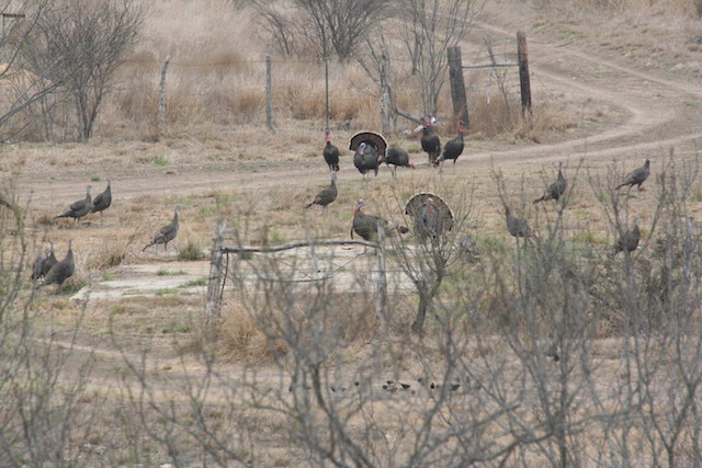 South Texas Wild Turkeys, hens