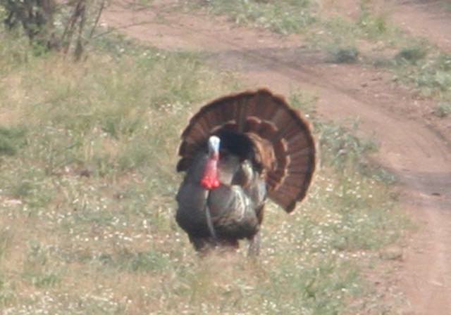 South Texas Wild Tom Turkey with tail feathers spread