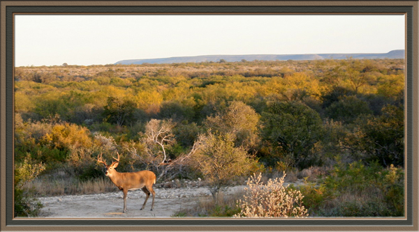 Whitetail Deer Hunting South Texas