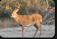 whitetail deer hunting