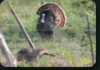 Rio Grande Turkey Hunting