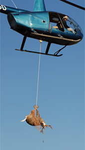 Deer hanging from a Helicopter