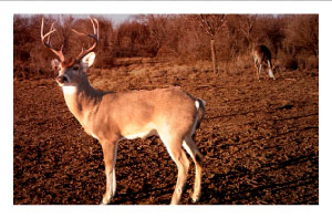deer hunting